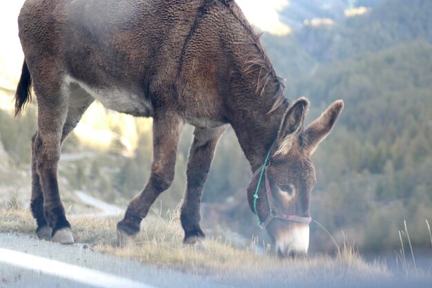 Foto cavalli che pascolano in un campo