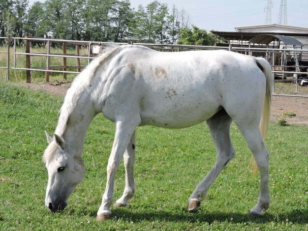 Horse grazing in field