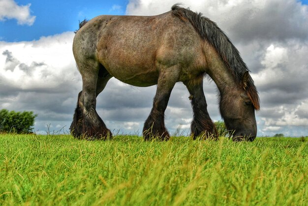 Photo horse grazing in field