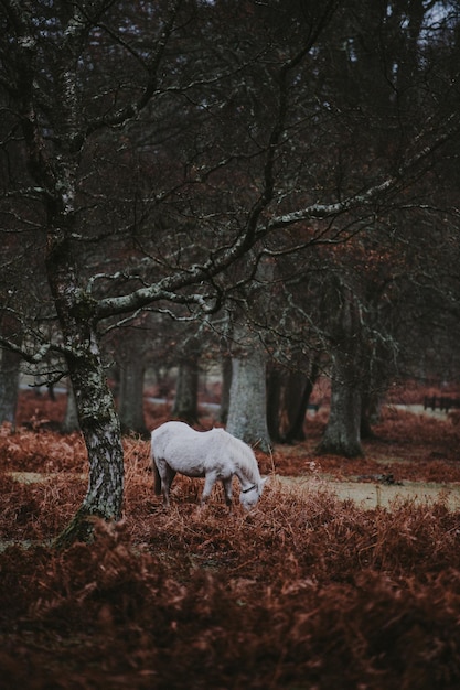 horse grazing on field