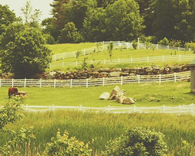 Horse grazing in field