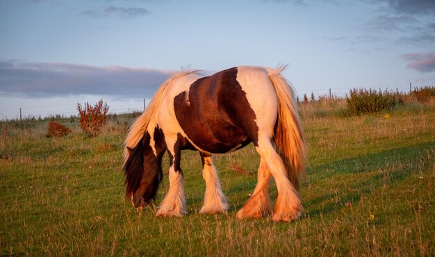 Photo horse grazing in a field