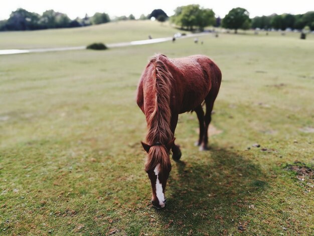 Photo horse grazing on field