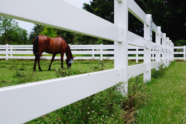 Photo horse grazing on field