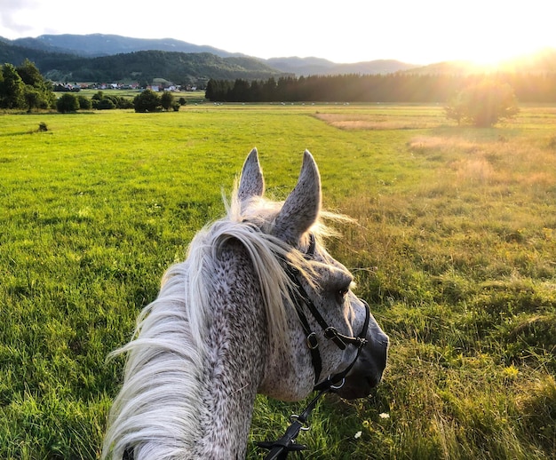 Foto cavalli che pascolano sul campo