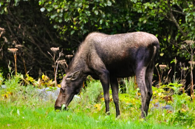 Horse grazing on field