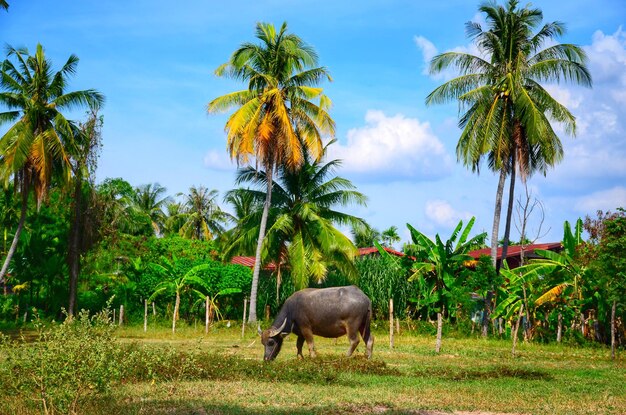 Horse grazing in a field