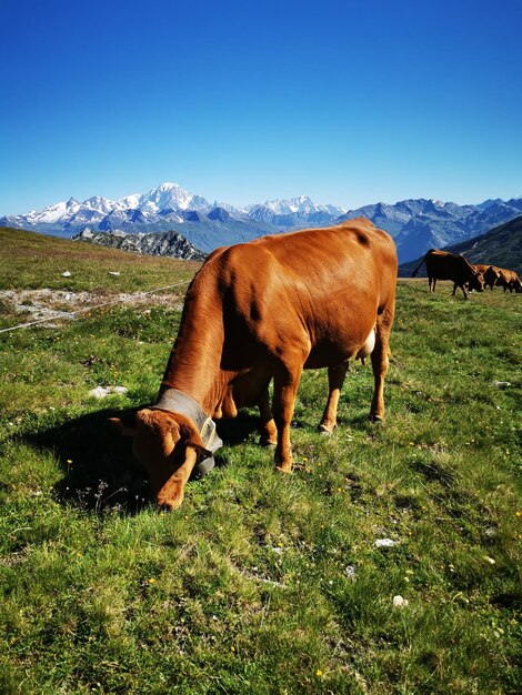 Foto pascolo di cavalli in campo