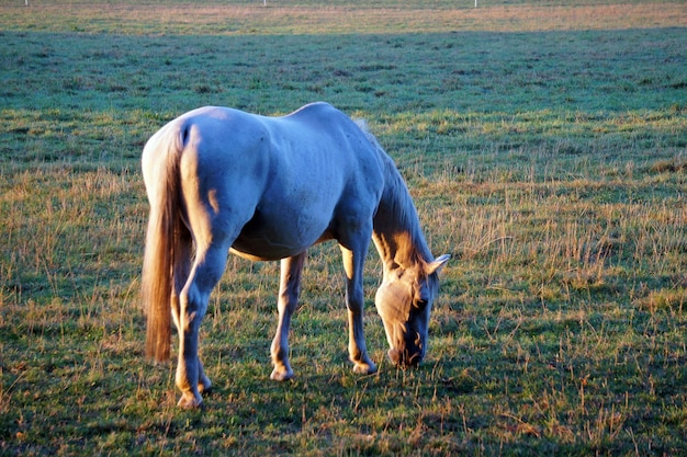 Photo horse grazing in a field