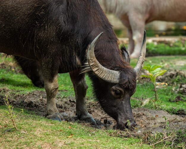 Foto cavalli che pascolano in un campo