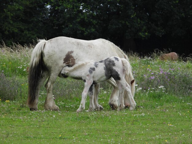 Horse grazing in a field