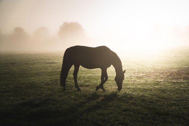 Photo horse grazing in a field