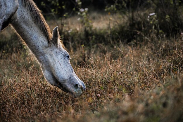 Photo horse grazing on field