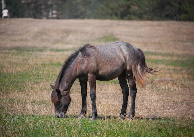 Horse grazing in field