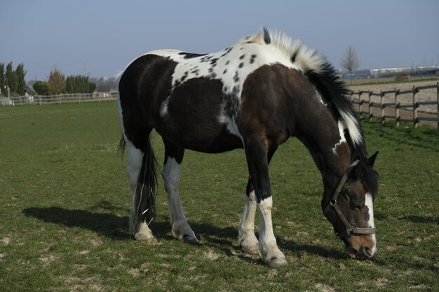 Horse grazing in field