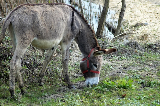 Foto cavalli che pascolano sul campo