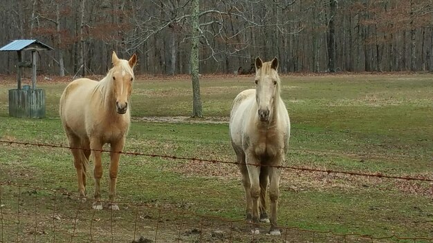 Photo horse grazing on field