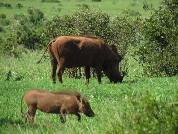 Horse grazing in a field