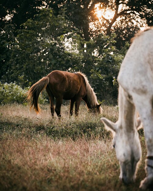 Foto cavalli che pascolano sul campo