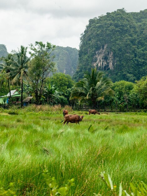 Photo horse grazing on field