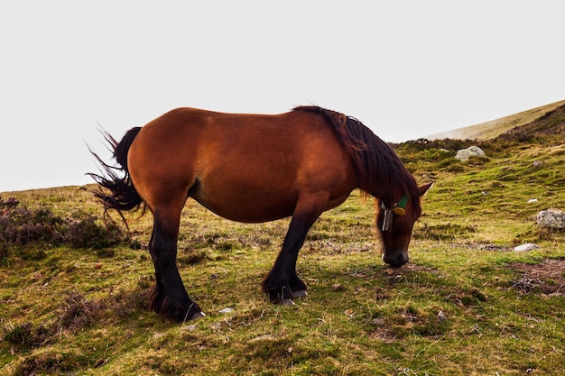 フランスのピレネー山脈で放牧される馬