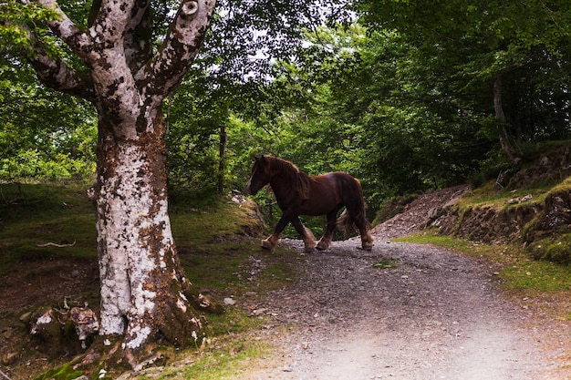 フランスのピレネー山脈で放牧される馬