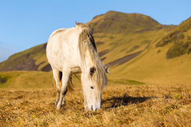 Foto cavallo che pasca sull'erba contro la montagna