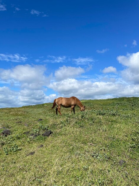 Foto un cavallo che pascola nelle praterie