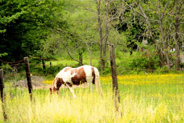 Horse grazing on grassy field