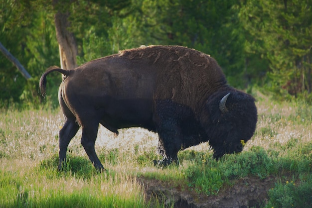 Foto cavalli che pascolano su un campo erboso