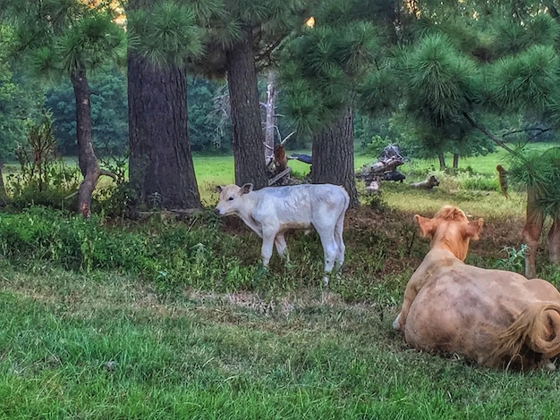 Horse grazing on grassy field