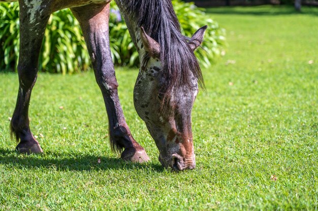 トロピカルガーデンの緑の芝生で放牧している馬。タンザニア、東アフリカ