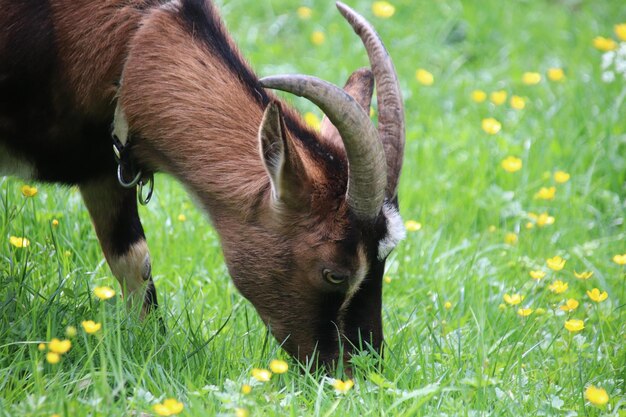 写真 野原で牧草をしている馬