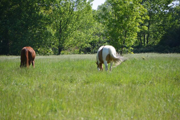 写真 野原で牧草をしている馬