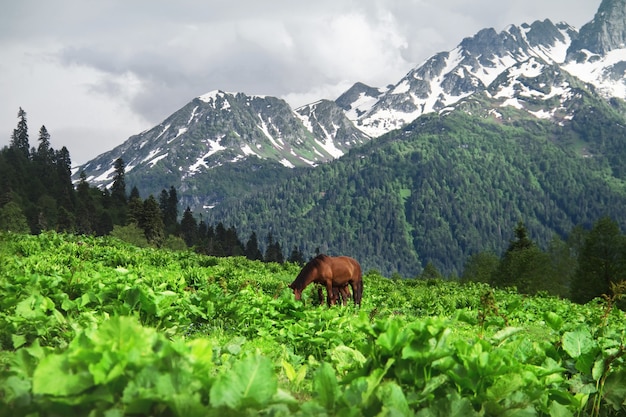 Photo horse grazing in a meadow caucasus mountains avadhara republic of abkhazia