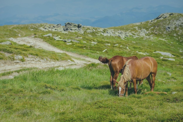 Horse grazing in a meadow Ukrainian Carpathian mountain valley