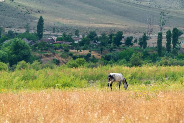 Лошадь, пасущаяся на лугу