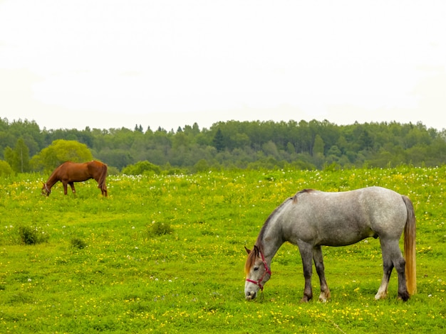 馬が牧草地に放牧します。