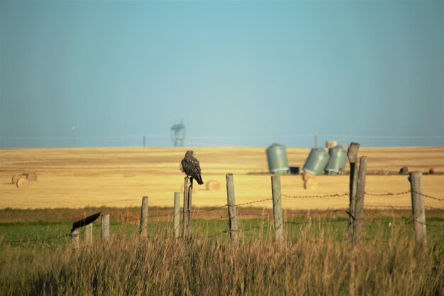 写真 明るい空を背景に野原で牧草をしている馬