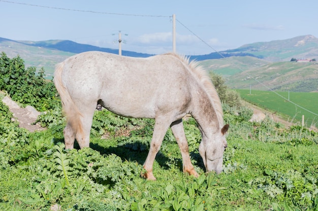 写真 空を背景に野原で牧草をしている馬