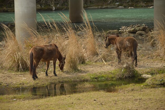 写真 野原での馬の放牧