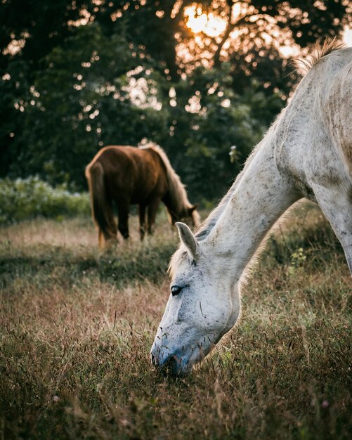 写真 野原での馬の放牧