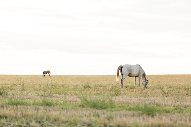 A horse grazing in an open field