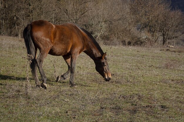 Horse grazing spring meadow green grass