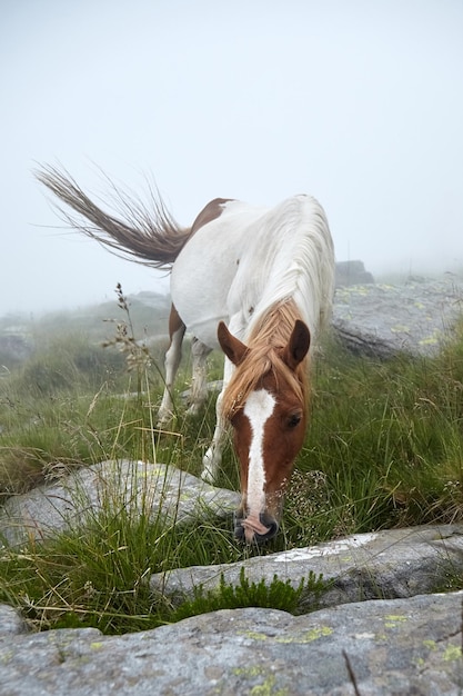 Horse grazing on the stony slope of La Rhune mountain in the fog