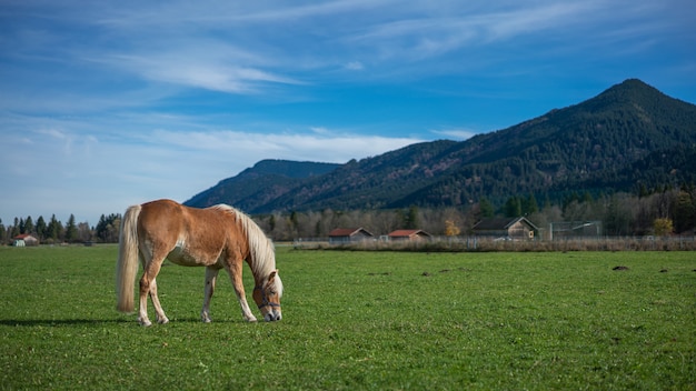 Horse In Green Field 