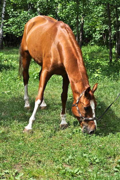 Horse in the green forest