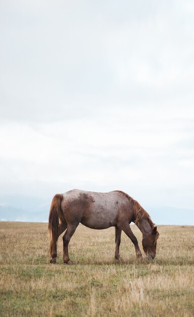 Photo horse in the green grass landscape background