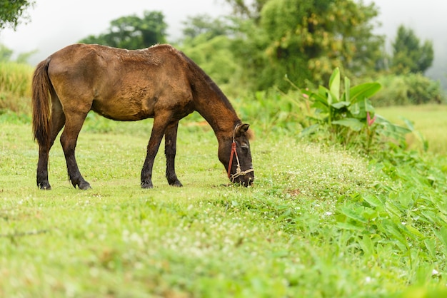 緑の草の馬