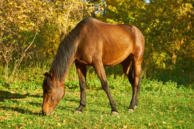 Photo horse on the green grass